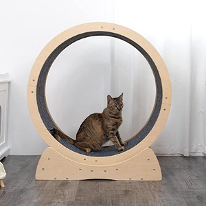 Cat-Exercise-Wheels-1